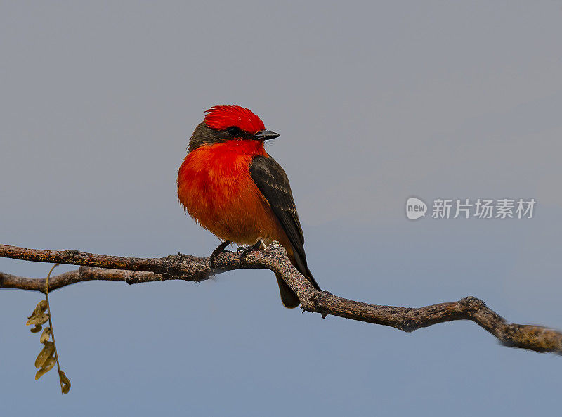 朱红色捕蝇鸟，Pyrocephalus obscurus，是一种小型雀形鸟，属于暴君捕蝇鸟家族，遍布南美洲和北美南部。下加利福尼亚南部，墨西哥。